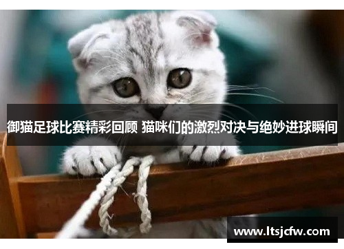 御猫足球比赛精彩回顾 猫咪们的激烈对决与绝妙进球瞬间